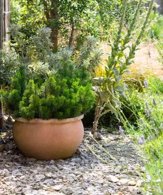 planting i grus i en kysthage