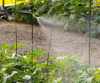 Engrais pulvérisé sur le feuillage des plantes dans une serre