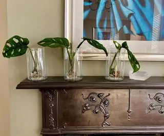 monstera stiklinger roder i vand