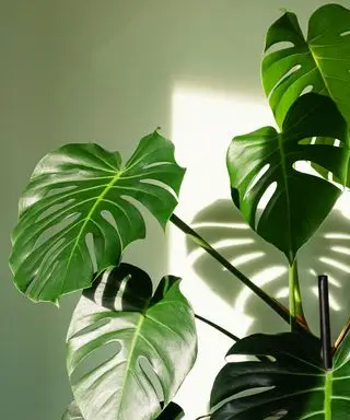 monstera plante, også kendt som en schweizisk ost plante