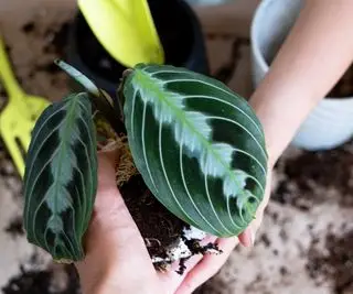 trasplantar una planta de oración