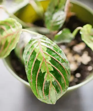 hoja de planta de oración