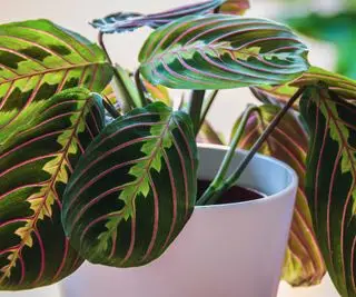 Cómo propagar una planta de oración para ampliar fácilmente su colección de plantas de interior