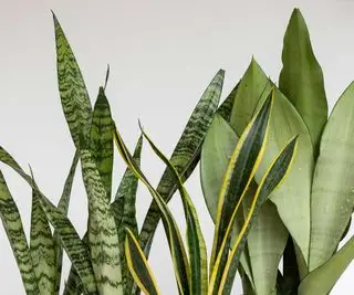 hojas de la planta serpiente