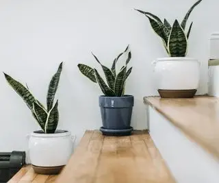 Plantas de serpientes en las escaleras.