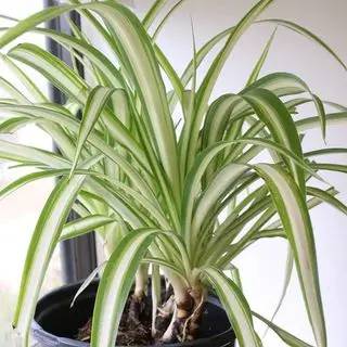 Planta araña Perfect Plants