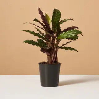 ¿Las plantas de serpientes son tóxicas para las mascotas? Los expertos en plantas de interior lo revelan todo