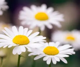 枯れたシャスタ デイジー – この陽気な花を長く咲き続けるために