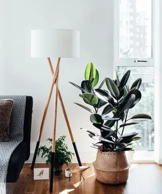 Har jeg brug for et vækstlys til mine stueplanter om vinteren? Vores eksperter vægter ind