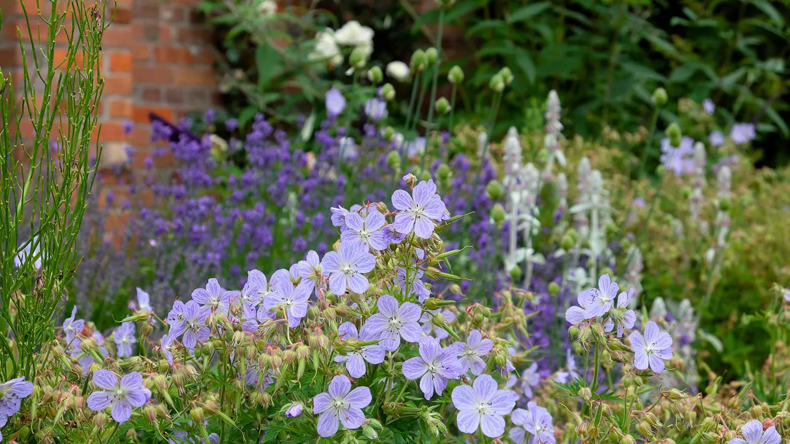 Lila Blumen im Garten' loading='lazy' title=