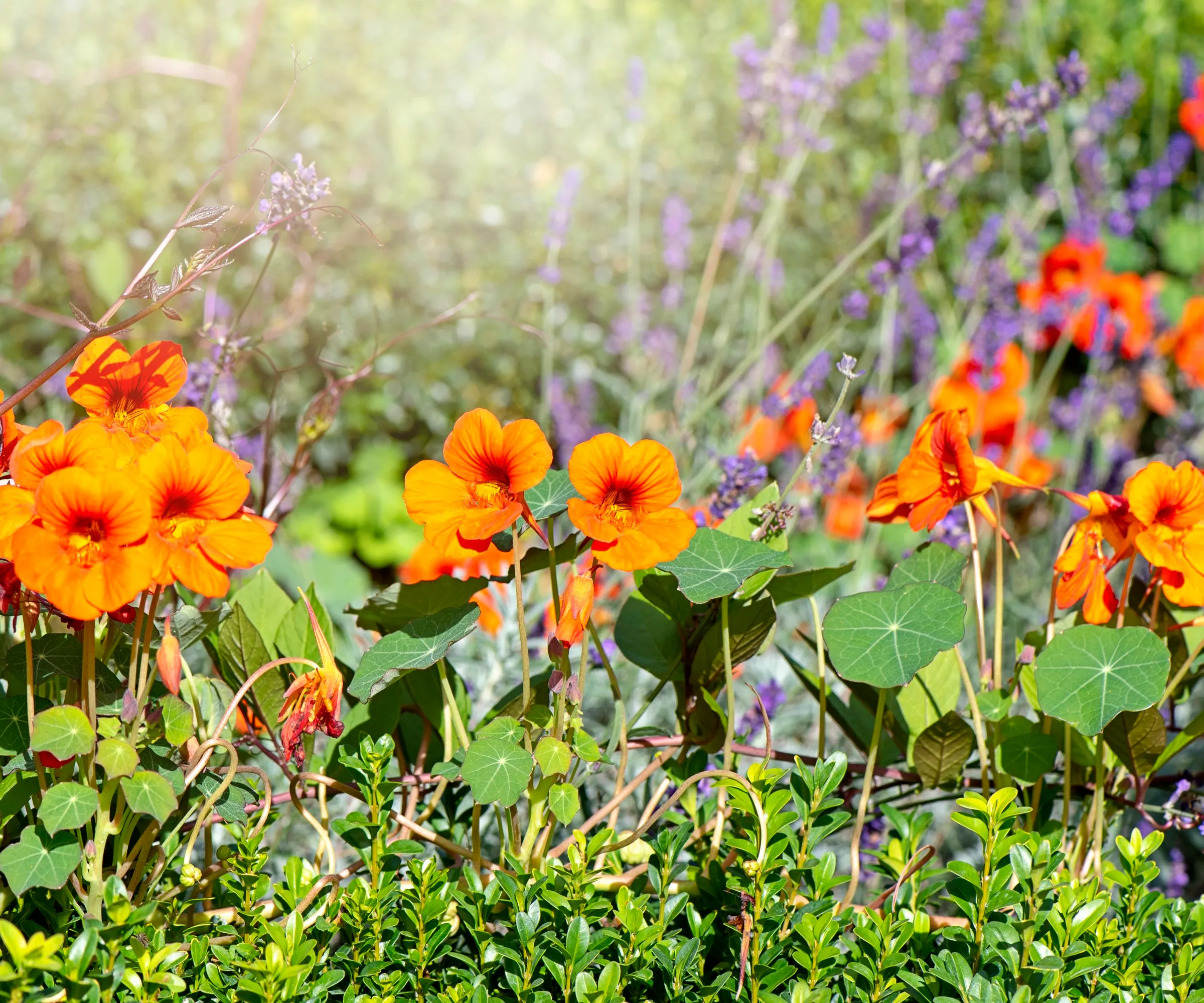 Essbare Kapuzinerkresseblüten wachsen in einem Beet' loading='lazy' title=