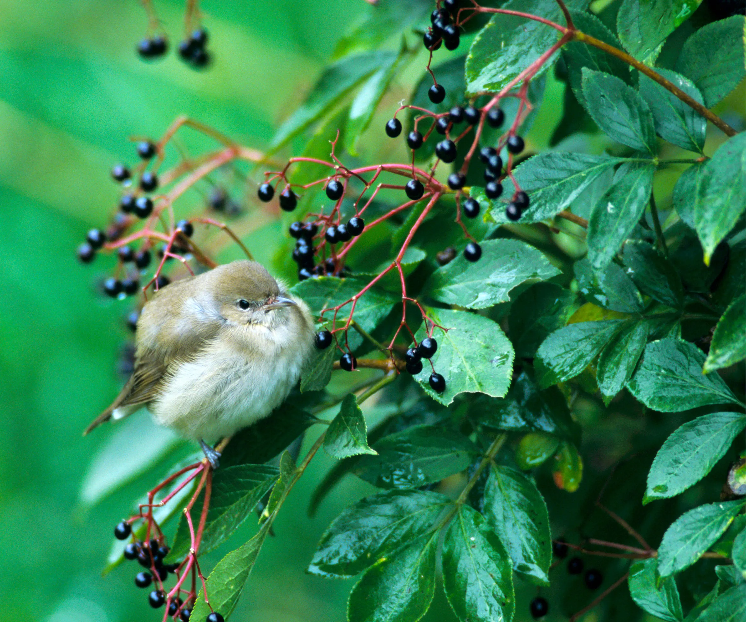 Holunderbeeren werden vor der Selbstaussaat von einem Waldsänger angeknabbert' loading='lazy' title=