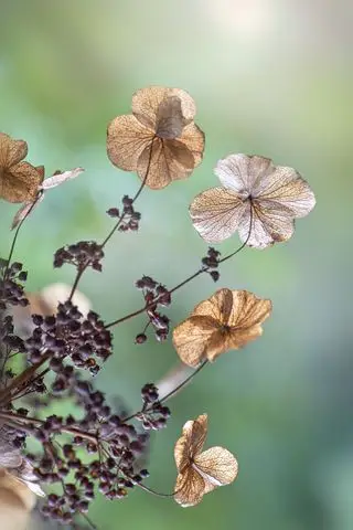 Immagine ravvicinata delle brattee dei fiori in decomposizione di Hydrangea petiolaris