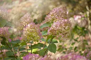 Skal jeg skære hortensiaer ned om efteråret? Ekspertråd til perfekte blomster