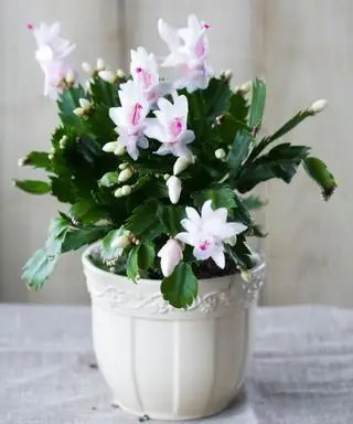 cactus de navidad
