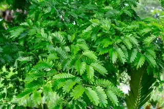 Bulnesia arborea