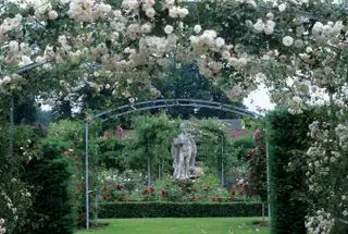 Rosa 'Adélaïde d'Orléans