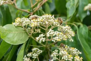 árbol de abejas
