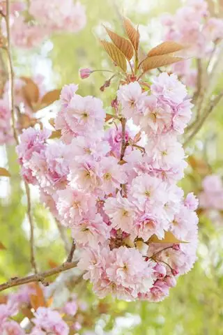 cereza yoshino