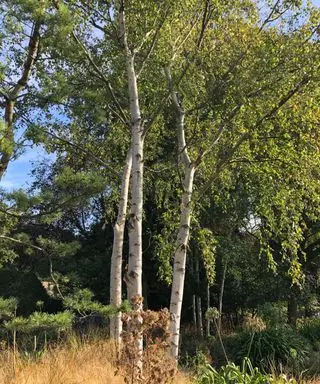 Identificación-de-árboles-británicos-abedul-plateado-plantas-principales