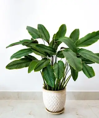 Plante de prière