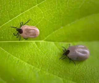 마당에 있는 진드기를 죽이세요