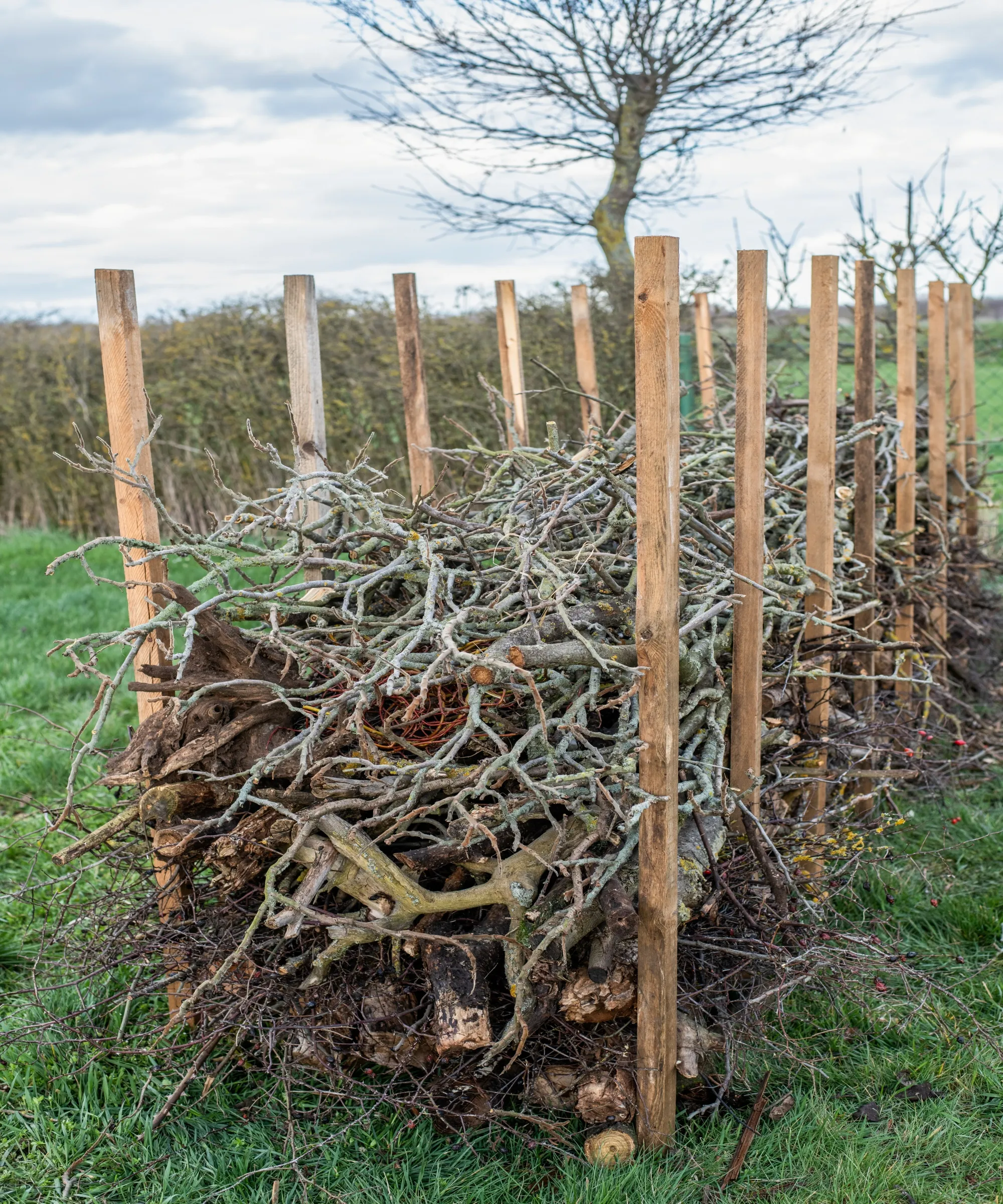 Żywopłot główkowy wykonany z solidnych drewnianych palików i jesiennych przycinanych gałęzi' loading='lazy' title=