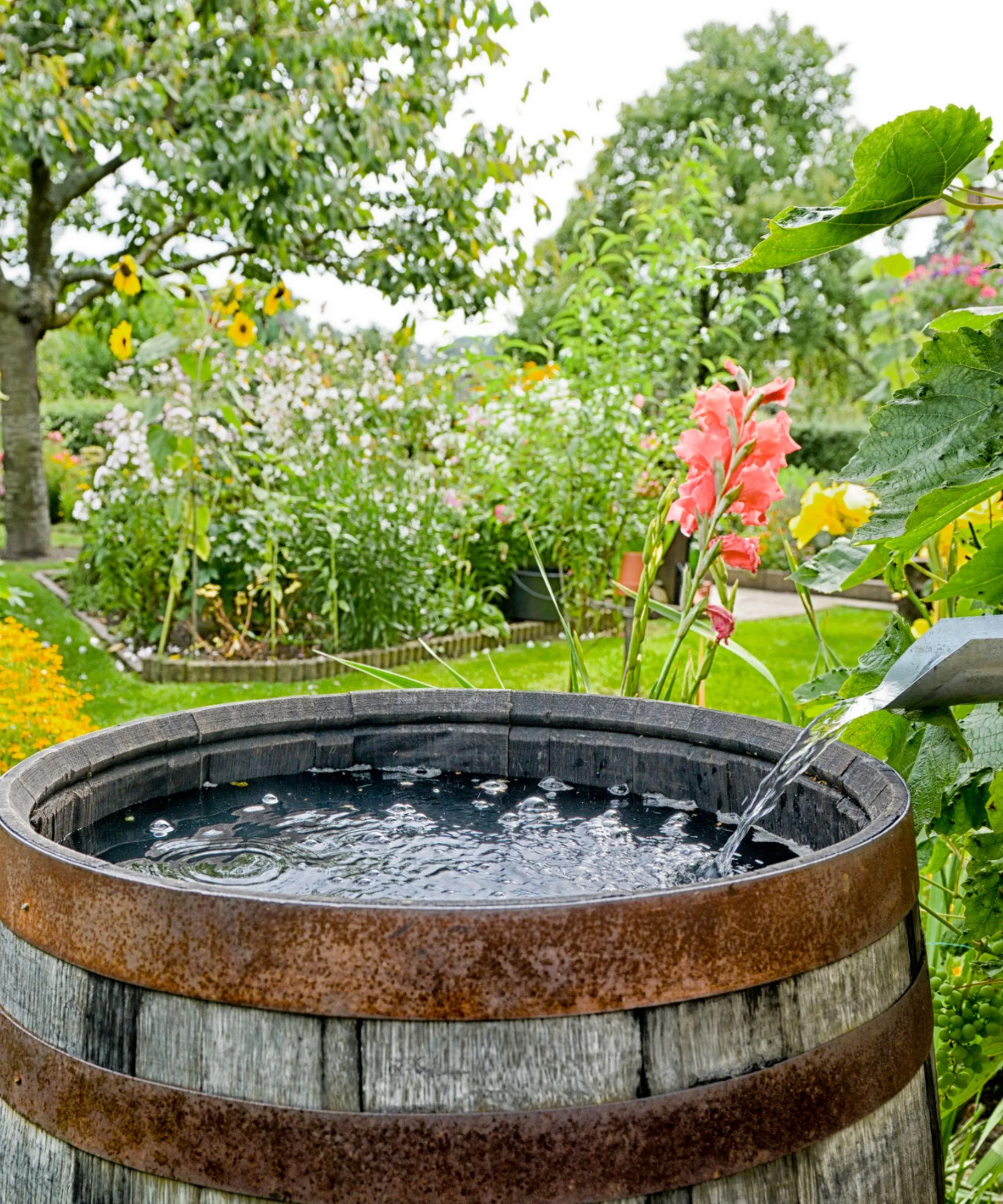 En regntønde med et rør, der hælder vand i den med en baggård bagved' loading='lazy' title=