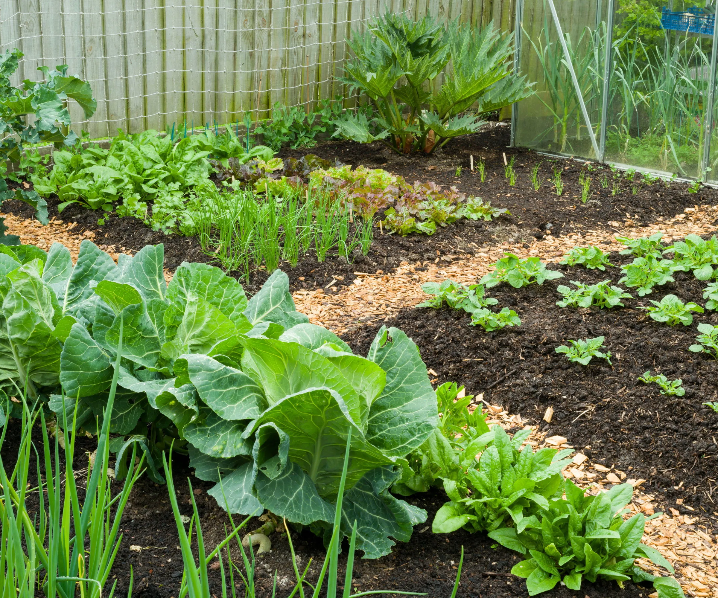 En køkkenhave med barkflis på bede' loading='lazy' title=