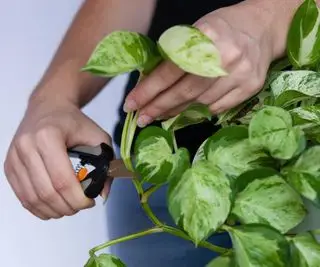 Beskæring af en pothos-plante