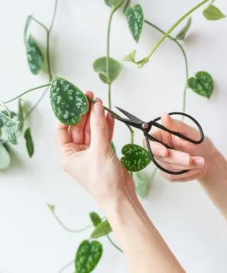 Beskæring af efterfølgende pothos-vinstokke med sort saks