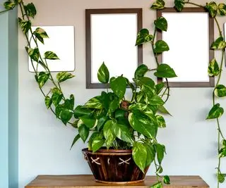 Pothos plante med lange slæbende blade
