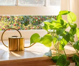 Sådan beskærer du pothos - en trin-for-trin guide
