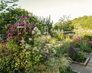 Idéer til espalier med obelisker