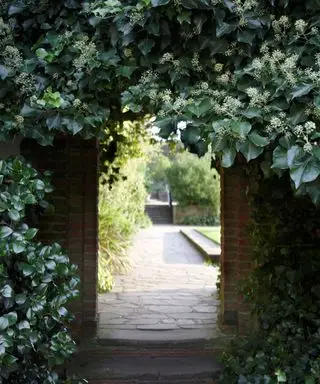 Idéer til espalier med vedbend-klatreplanter