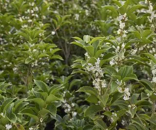 פרחים ריחניים לבנים של שיח Osmanthus heterophyllus