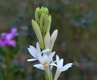 פריחת טוברוז לבנה