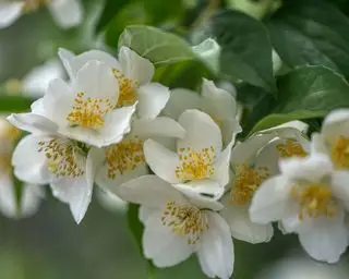 Philadelphus coronarius 'Aureus' או פרחים כתומים מדומה