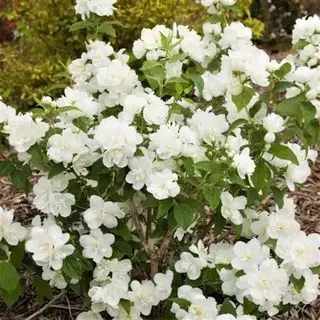 First Editions® Snow White™ Mock Orange