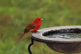 Pássaro Tanager de verão no Bird Bath