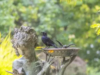 Pássaro na fonte da estátua da panela no jardim de inverno