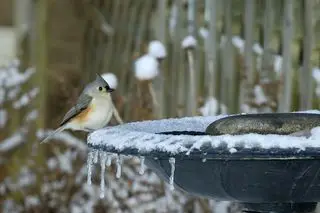 Chapim tufado no inverno sentado em um bebedouro aquecido com neve e pingentes de gelo