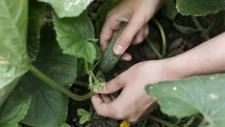agurk ledsager plantning plukke afgrøden