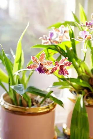 So gießen Sie Orchideen richtig – und die häufigsten Bewässerungsfehler, die Ihrer Pflanze schaden