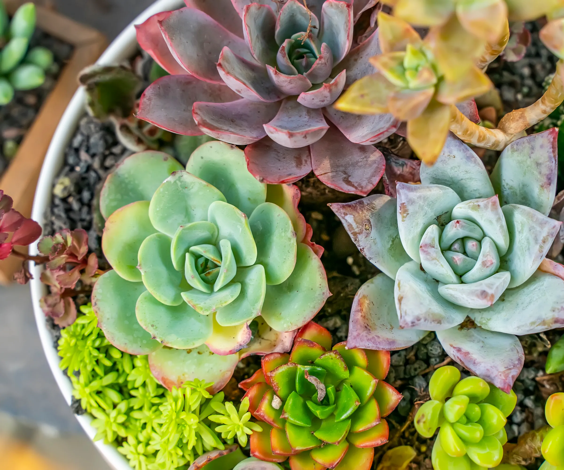 En række sukkulenter i potte' loading='lazy' title=