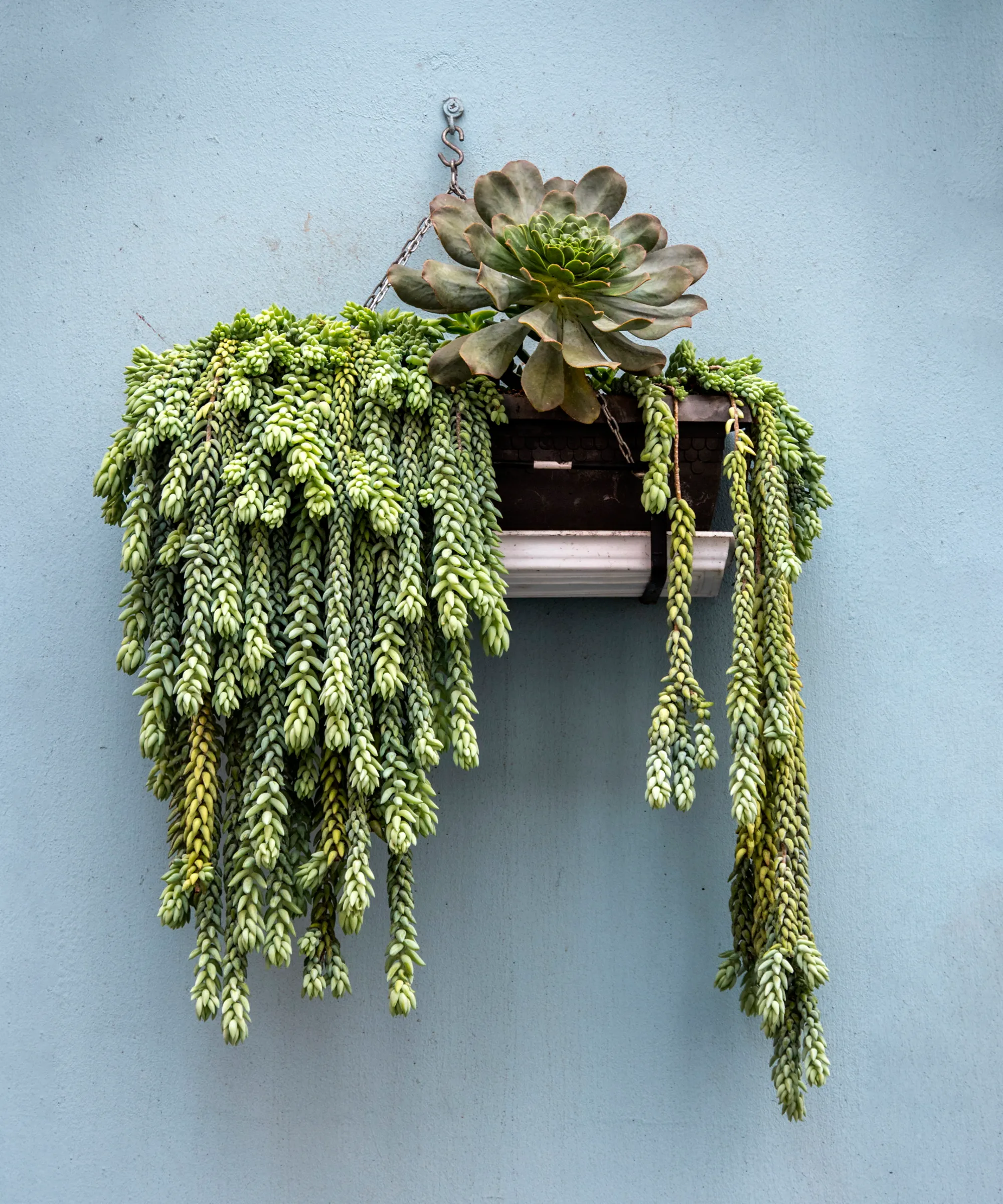 Sukkulent display' loading='lazy' title=