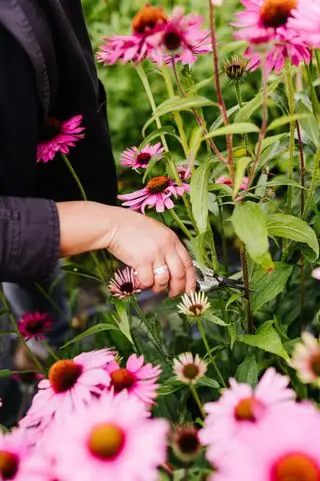 mani che tagliano l'echniacea rosa nel giardino fiorito reciso