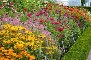 giardino di fiori recisi colorati