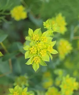 Euforbia oblongata