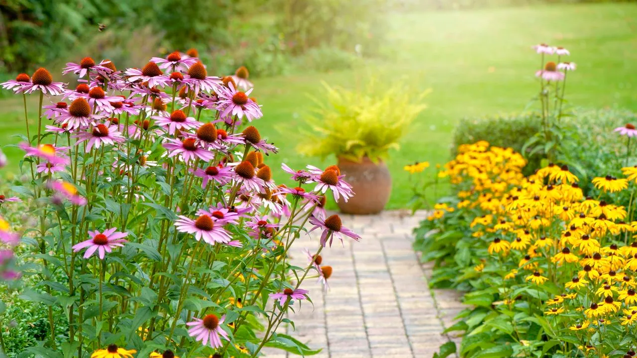Sonnenhut und Rudbekia säumen einen Gartenweg' loading='lazy' title=